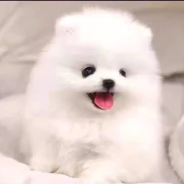 博美混血幼犬家庭小型犬活泼狗崽伶俐超萌网红便宜袖珍物爆毛白色