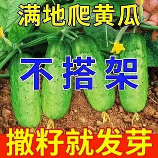 满地爬黄瓜种子水果黄瓜种孑苗高产盆栽四季蔬菜旱黄瓜种籽大全