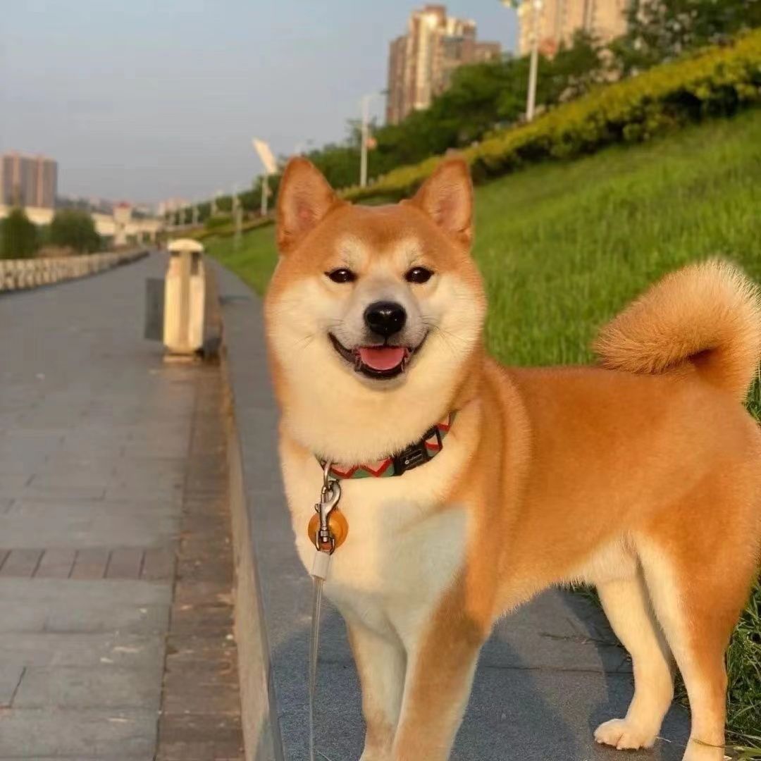 柴犬混血小狗小幼犬黑柴看家活体小型犬日本宠物狗狗狗可爱狗精品