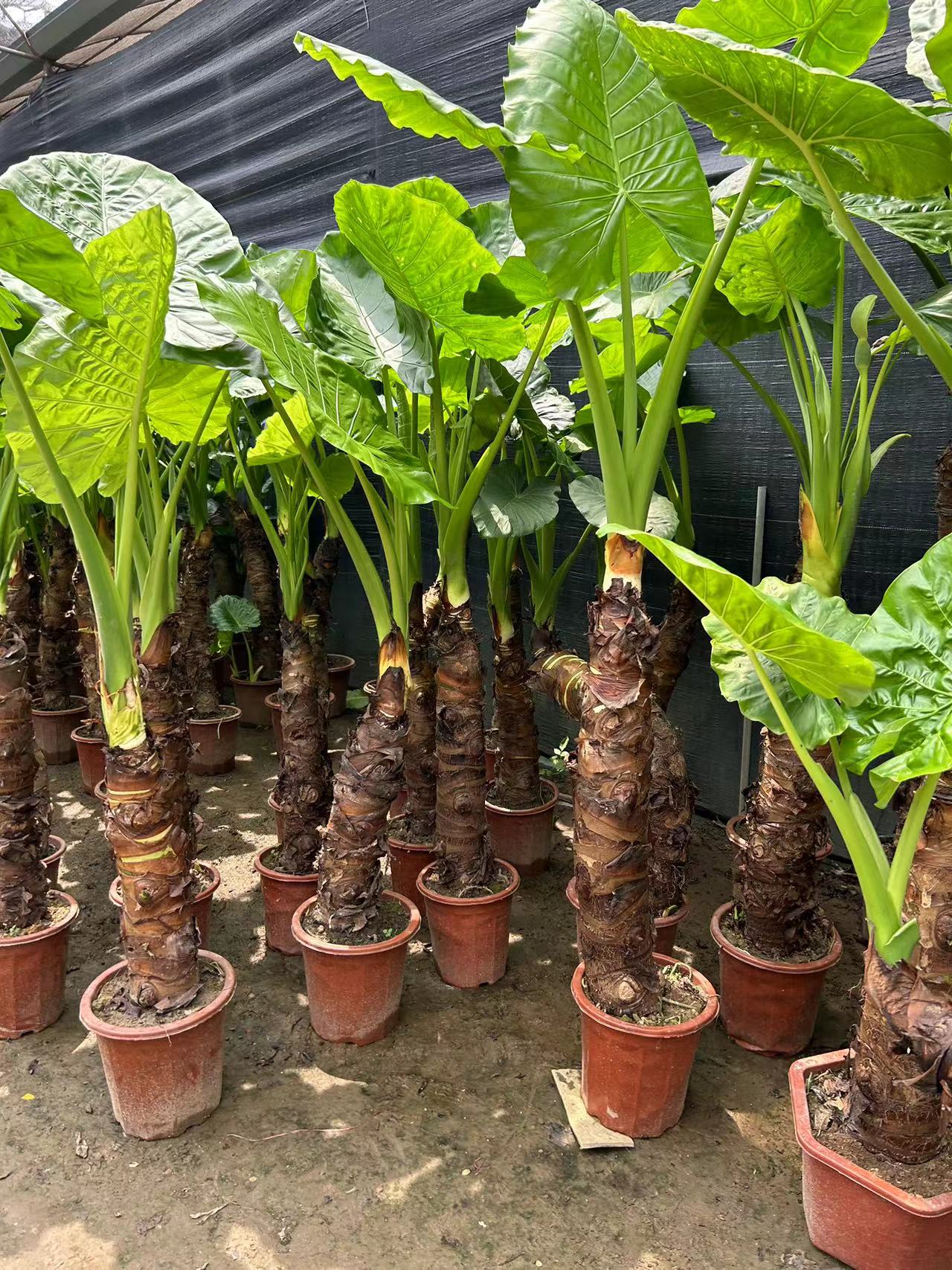 新疆包邮百货滴水观音霸王芋 大型海芋 室内室外四季常青客厅书房