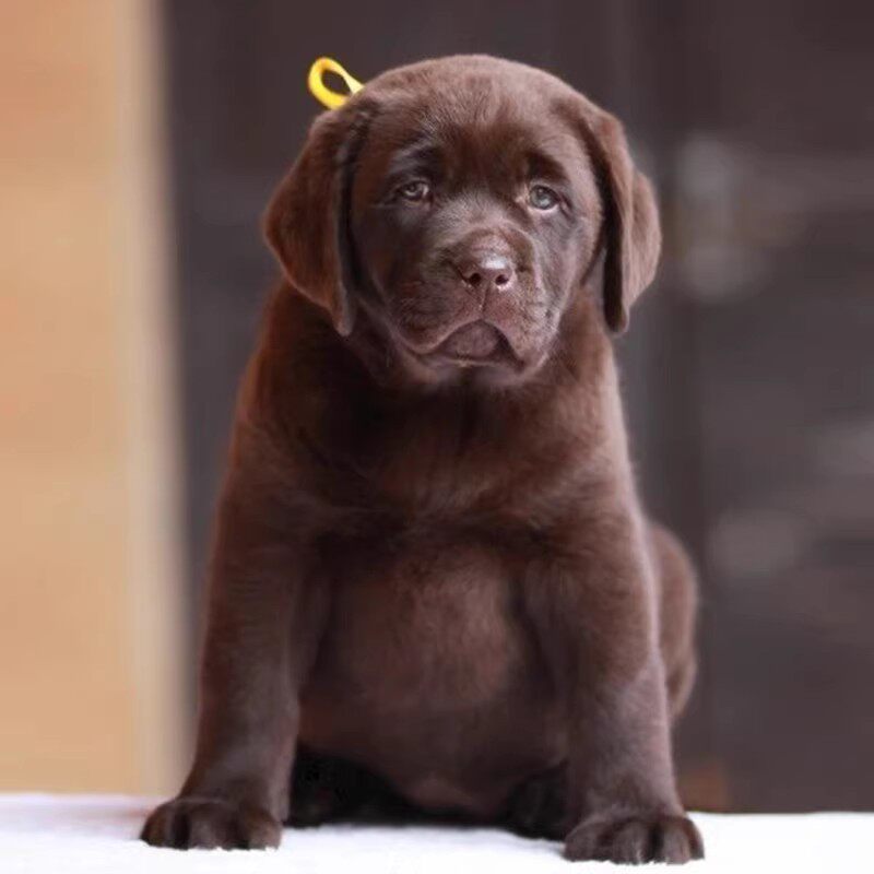 拉布拉多幼犬纯种导盲犬神犬小七狗活幼体奶白黑色拉布拉多犬活体