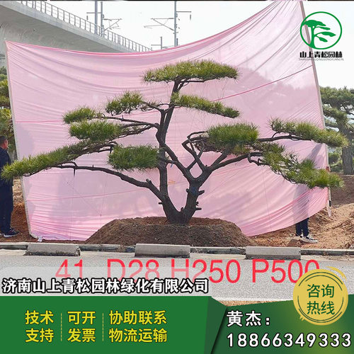 造型景观树 苗圃直销基地发货造型油松公园庭院小区绿化造型松