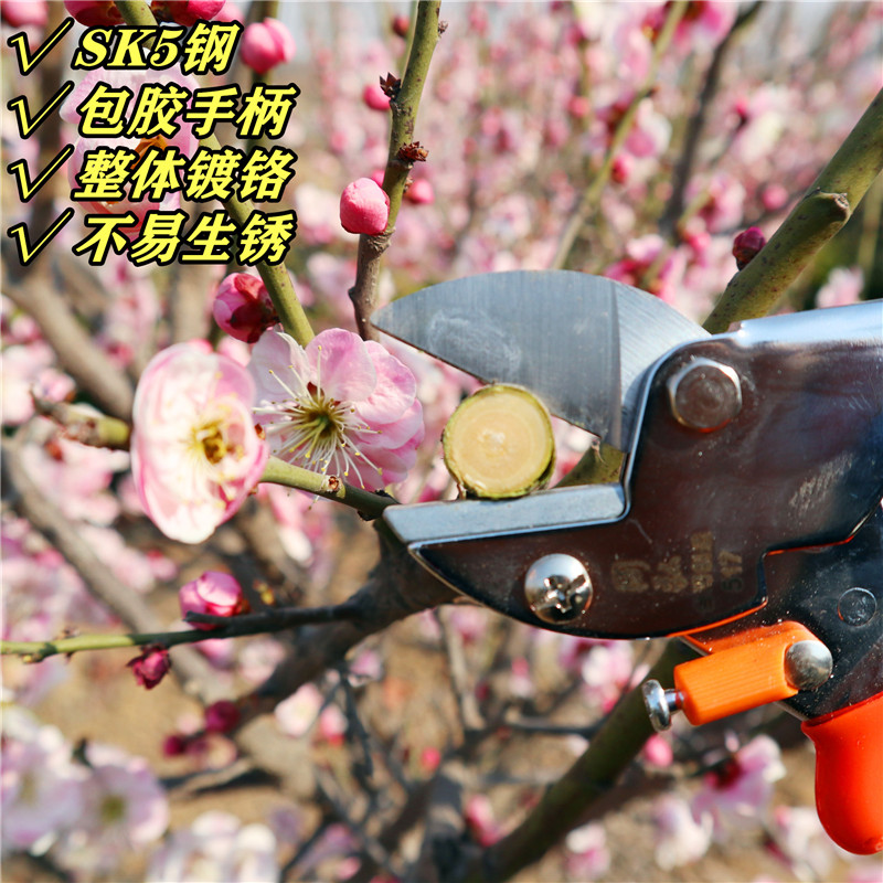 517果树修枝剪园艺剪园林剪修花剪粗枝剪枝刀省力剪子冈弘刃物519