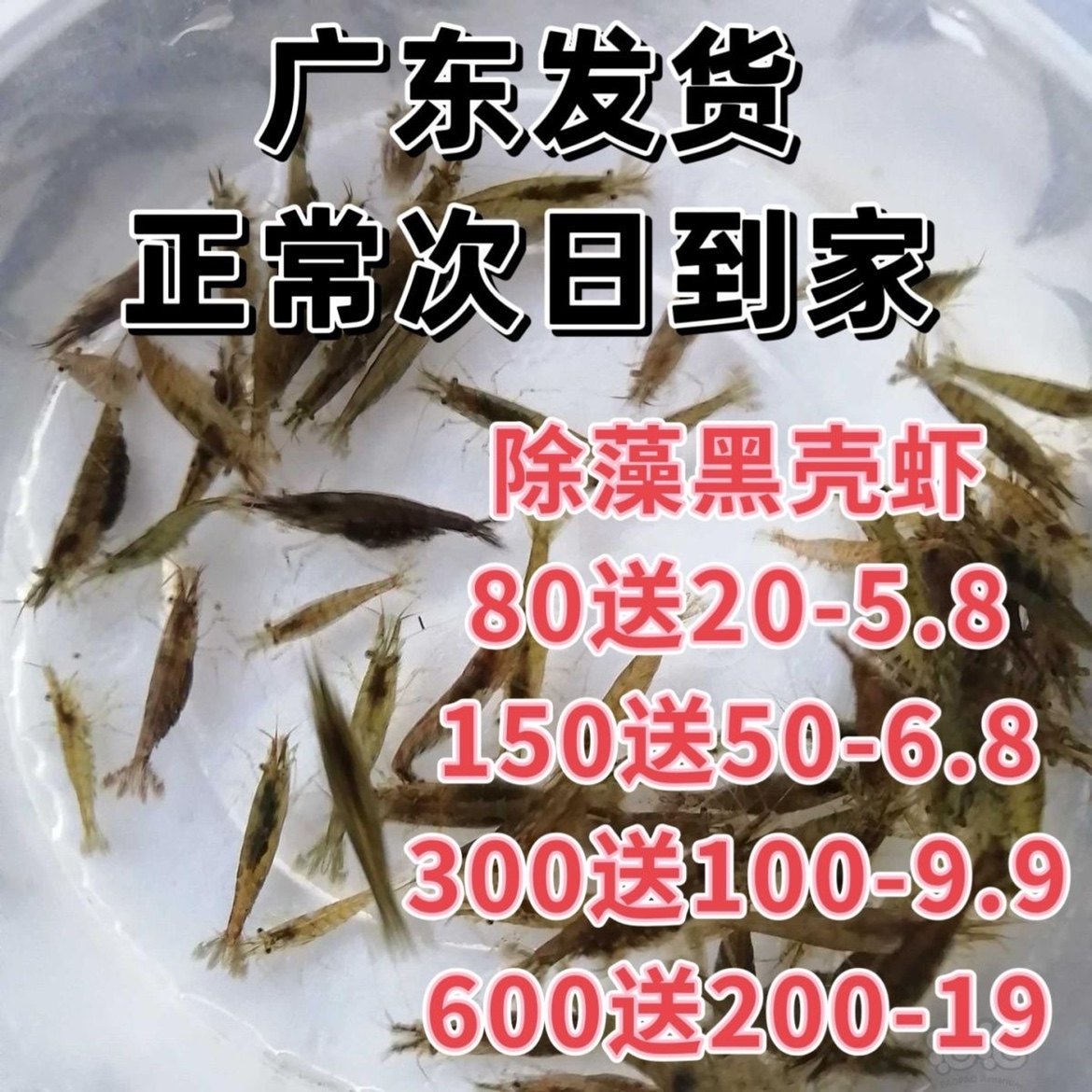 广东发观赏虾淡水 好养红鼻虾活体工具虾除藻红虾红鼻虾草缸活虾