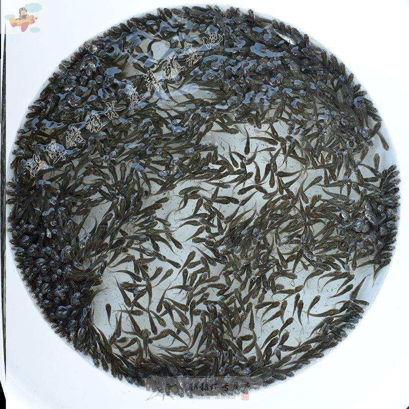 喂乌龟吃的小活鱼型养殖