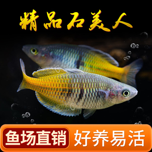 石美人鱼活体鱼苗草缸群游灯科鱼淡水观赏草缸南美缸热带刚果美人