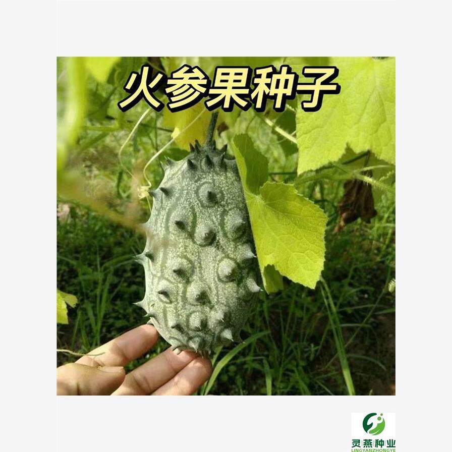 火参果种子刺角瓜海非