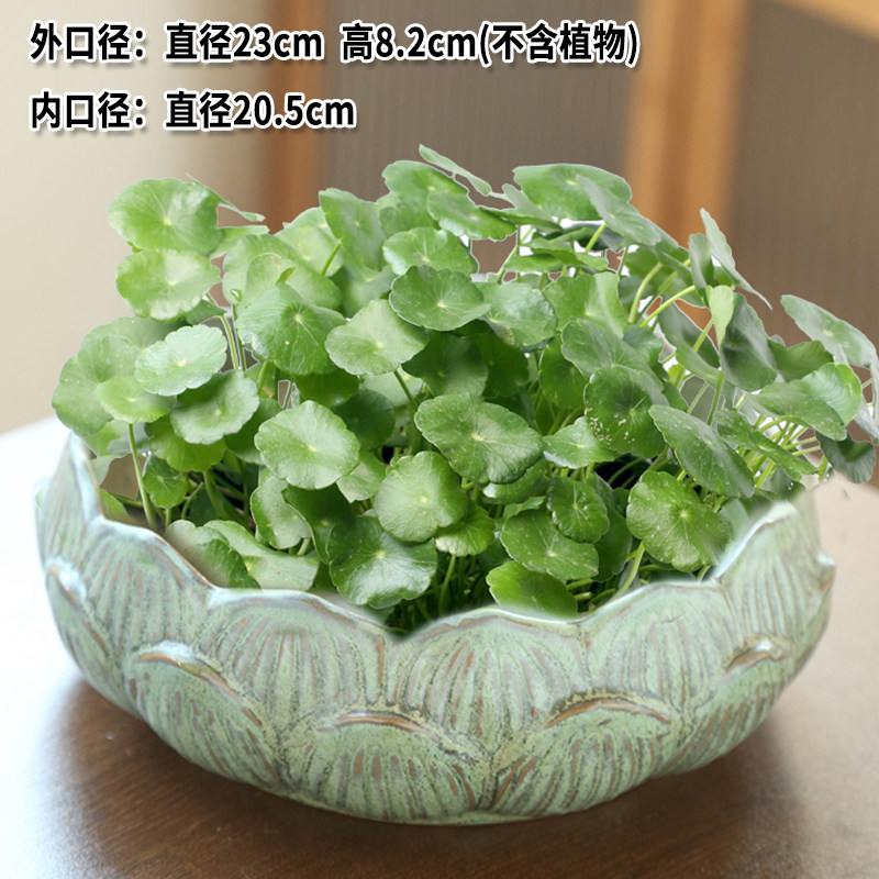 无孔铜钱草花盆陶瓷大号一叶莲碗莲特价清仓水培植物简约紫砂口径