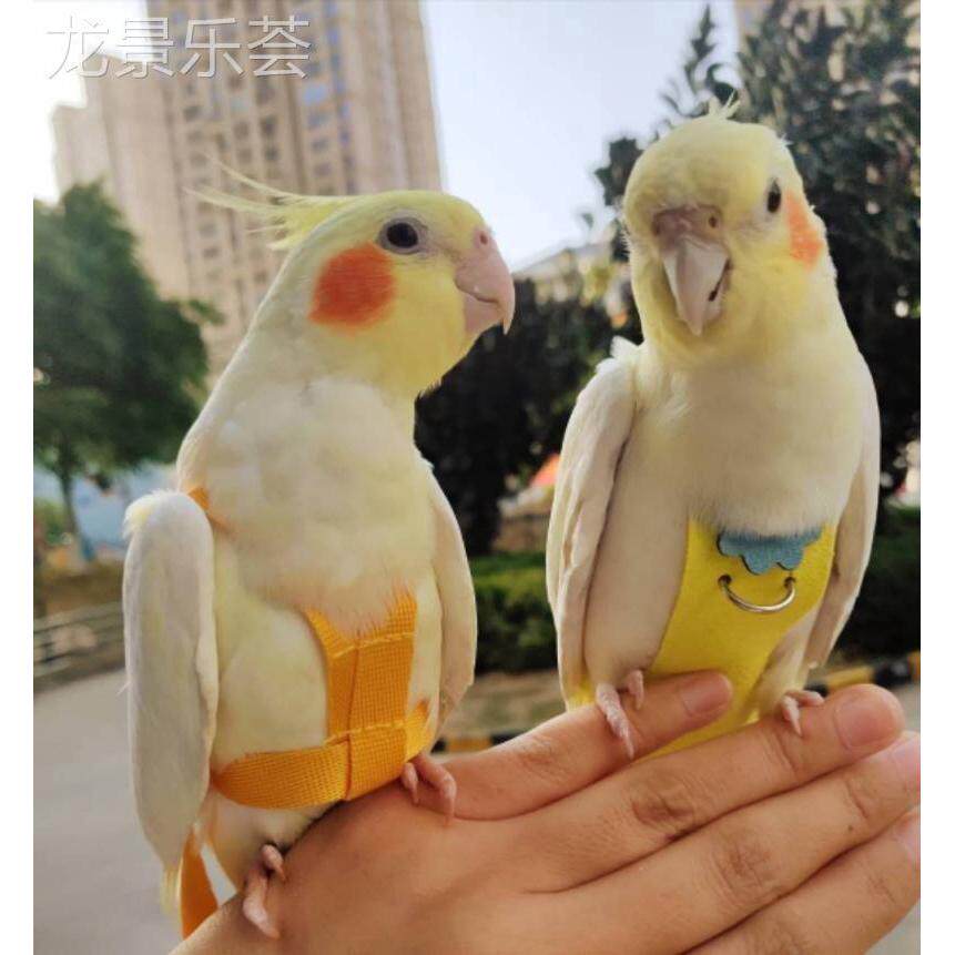 玄凤鹦鹉纸尿裤屎兜粪兜小鸟用尿不湿可爱防咬的鸟衣服可洗飞行衣