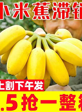 正宗广西小米蕉香蕉10斤新鲜水果整箱当季鲜苹果蕉自然熟粉蕉包邮