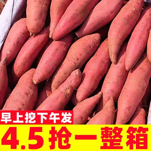 现挖广西西瓜红蜜薯新鲜10斤板栗红薯农家红心地瓜糖心烤番薯蔬菜