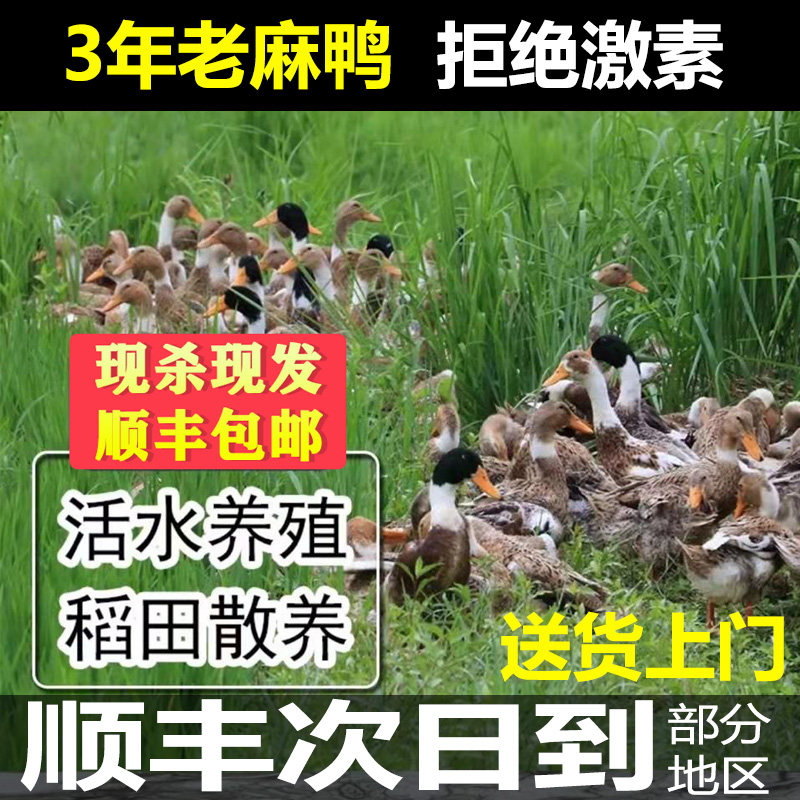 九云仙【顺丰达】3年正宗老鸭九华山水库散养新鲜宰杀200天青年鸭