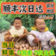 九云仙土鸡蛋新鲜现捡正宗农家散养草鸡蛋绿壳乌鸡蛋开窝蛋初生蛋