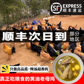 九云仙正宗九华山农家山林散养跑山土鸡老母鸡乌鸡孕妇月子鸡滋补