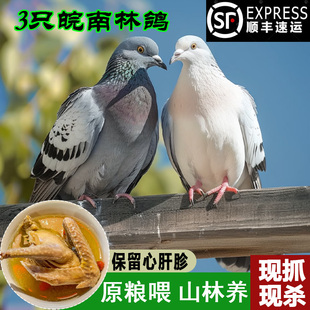 九云仙山林放养鸽子新鲜现杀农家散养土鸽子乳鸽生鲜老鸽滋补煲汤