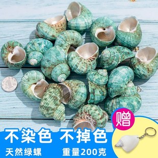 shell landscape Natural aquarium manual small conch