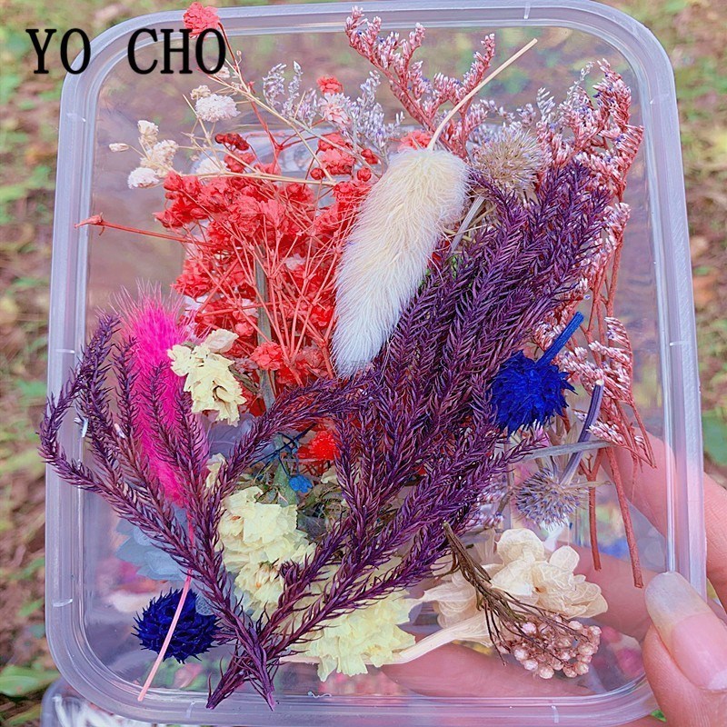 1 Box Real Dried Fresh Eternal Flower Dry Plant  Aromatherap