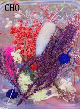 1 Box Real Dried Fresh Eternal Flower Dry Plant  Aromatherap