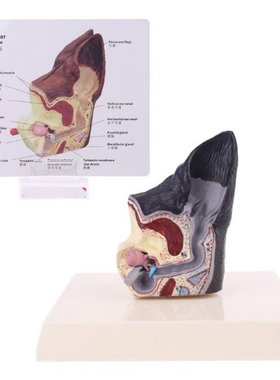 Dog Ear Lesion Animal Anatomical Model Veterinary Science Ai