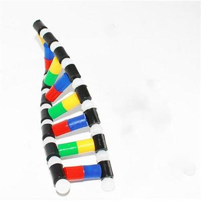 DNA Double Helix Structure Model Education Equipt Human Gene