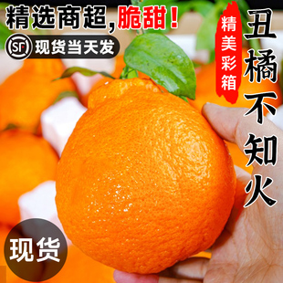 正宗四川不知火丑橘18丑八怪粑粑桔品质当季新鲜水果耙耙丑橘10