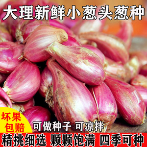 云南小香葱四季红葱头火葱头种阳台盆栽蔬菜种香葱种可凉拌5包邮
