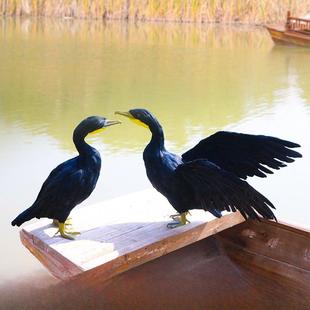 新型彷真羽毛蝾螈饰品鱼鹰模型景区船站装饰教学摄影道具工艺品