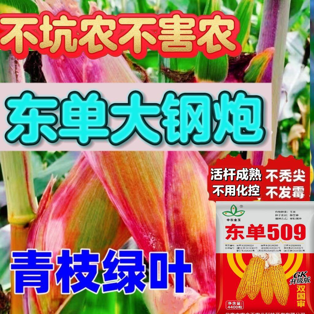 东单509高产玉米种优质硬质棒活杆成熟矮杆大棒抗倒耐高温抗穗腐