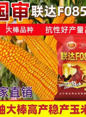 国审联达F085高产玉米种子矮杆大棒红轴玉米种大全非转基因