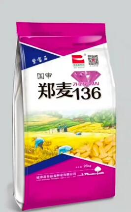 郑麦136国审原装小麦种子新品种高产小麦矮杆大穗抗倒