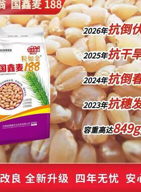 国鑫麦188新一代分子改良高产小麦种原种大穗矮杆抗冻抗旱优质