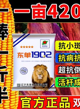 国审东单1902玉米种子超高产红轴大棒脱水快抗旱耐涝抗病玉米种子