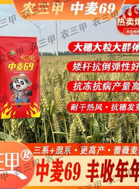 超高产正品中麦69农科院小麦种子种籽大全抗冻矮杆抗倒伏抗病