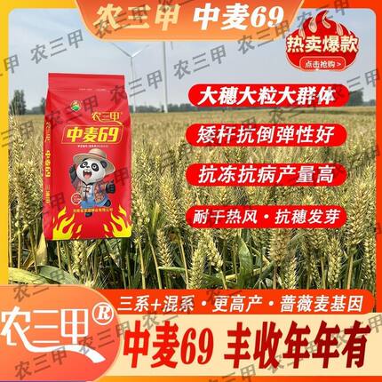 超高产正品中麦69农科院小麦种子种籽大全抗冻矮杆抗倒伏抗病