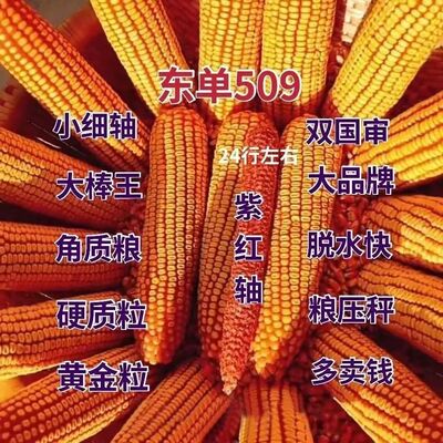 东单509高产高抗锈病双国审轴细粒深耐旱抗倒玉米种子大全