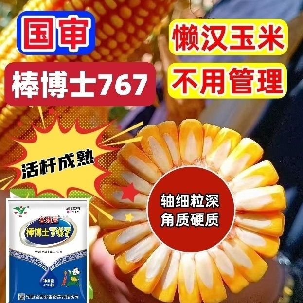玉米种子大全正品棒博士767矮杆耐密抗病活杆成熟黄金春季秋季