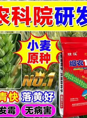 烟农161小麦种子国审原种矮杆抗倒伏抗旱抗冻白粒大穗冬小麦