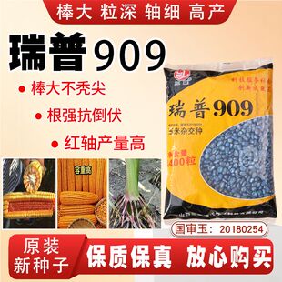 高产瑞普909玉米种子原装 矮杆大棒抗倒伏南北方国审玉米 正品