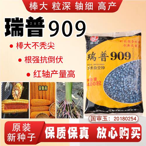 高产瑞普909玉米种子原装正品矮杆大棒抗倒伏南北方国审玉米