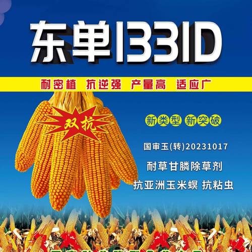 东单1331D  转基因玉米种子 ,抗粘虫、玉米螟虫!抗草甘膦!