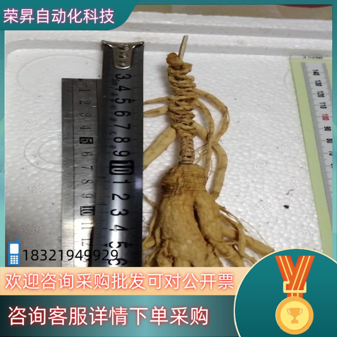 现货特大林下野山参十五年以上长芦头片保证质量细节