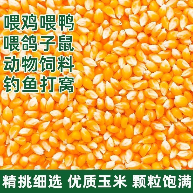 玉米粒东北原产地养殖户专用饲料