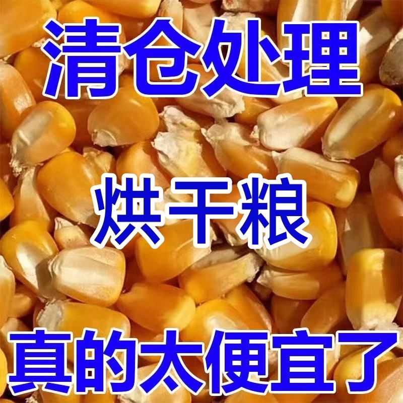烘干糧黑龍江玉米粒50斤