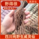 四川纯野生威灵仙中药材化鱼刺新鲜铁脚威灵仙打粉末干货老虎须