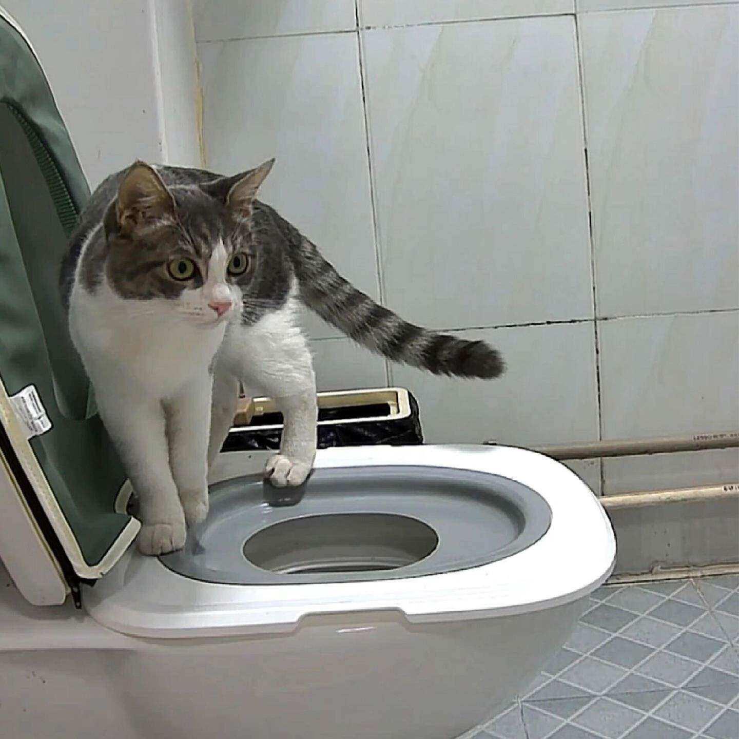 猫砂盆猫咪马桶训练器防外溅防带砂猫厕所超大号猫屎盆宠物