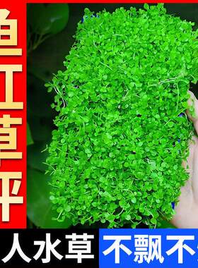 水草鱼缸专用造景摆件莫斯植物爬地矮珍珠日本趴地氧珍珠水草