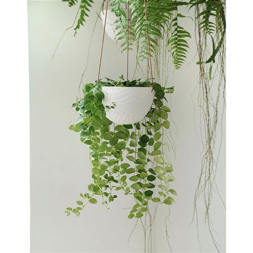 植物私生活 |口红花垂吊观叶植物 室内阳台卧室垂吊美感植物