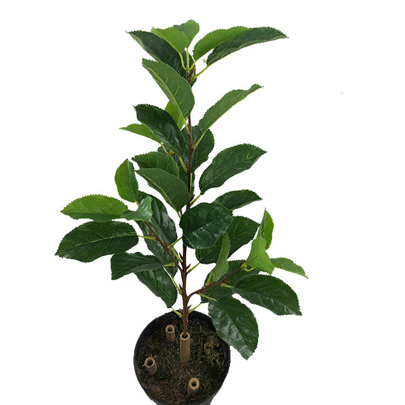 仿真植物人造假梨树果树盆栽盆景梨叶博物馆背景拍摄工程装饰