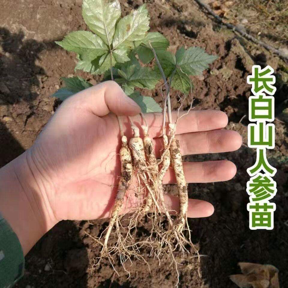 长白山人参苗室内盆栽林下参苗山参种子苗庭院种植腐殖土人参活苗