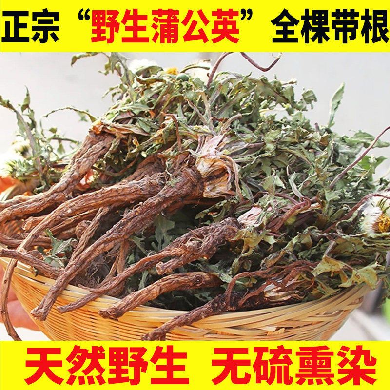 野生蒲公英正品特级中药材猫爪草夏枯草蒲公英郁金散茶干蒲公英根